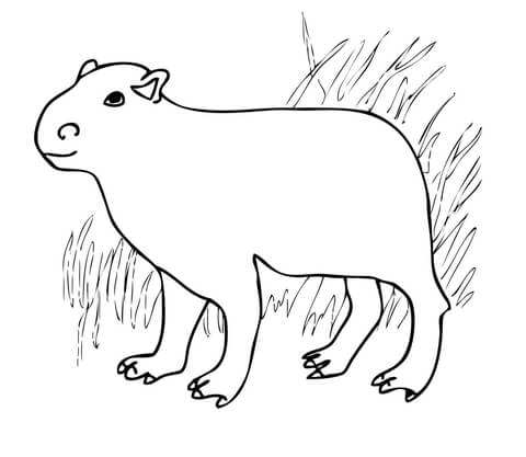 Capybara From South America From Capybara Coloring Page